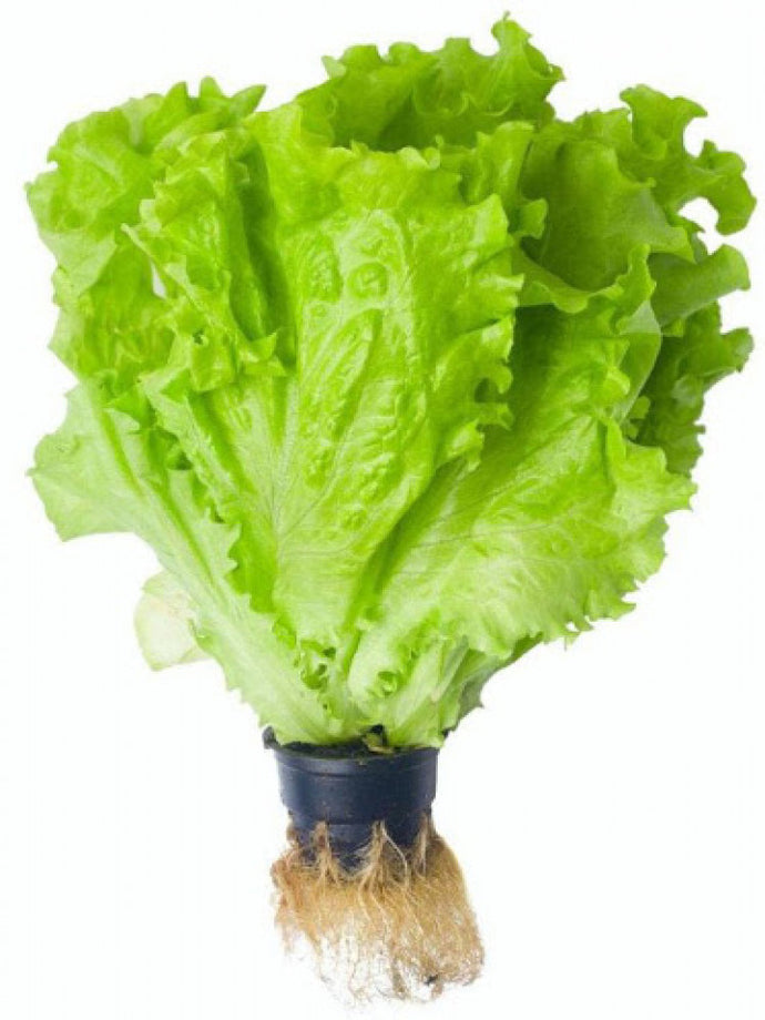Lechuga Romana por libra (Hidropónica)