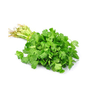 Cilantro