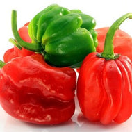 Ají Trompito x Libra