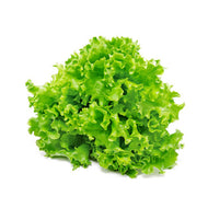 Lechuga Crispita por  Libra